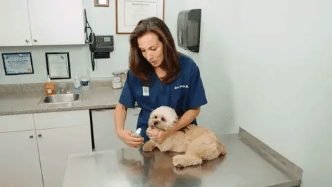 Royaleva Bästa Hundklotång Med Snabbsensorer Säker Trimming Carvallo