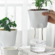AquaPlanter - Smart Blomkruka och Miniakvarium i Ett Carvallo