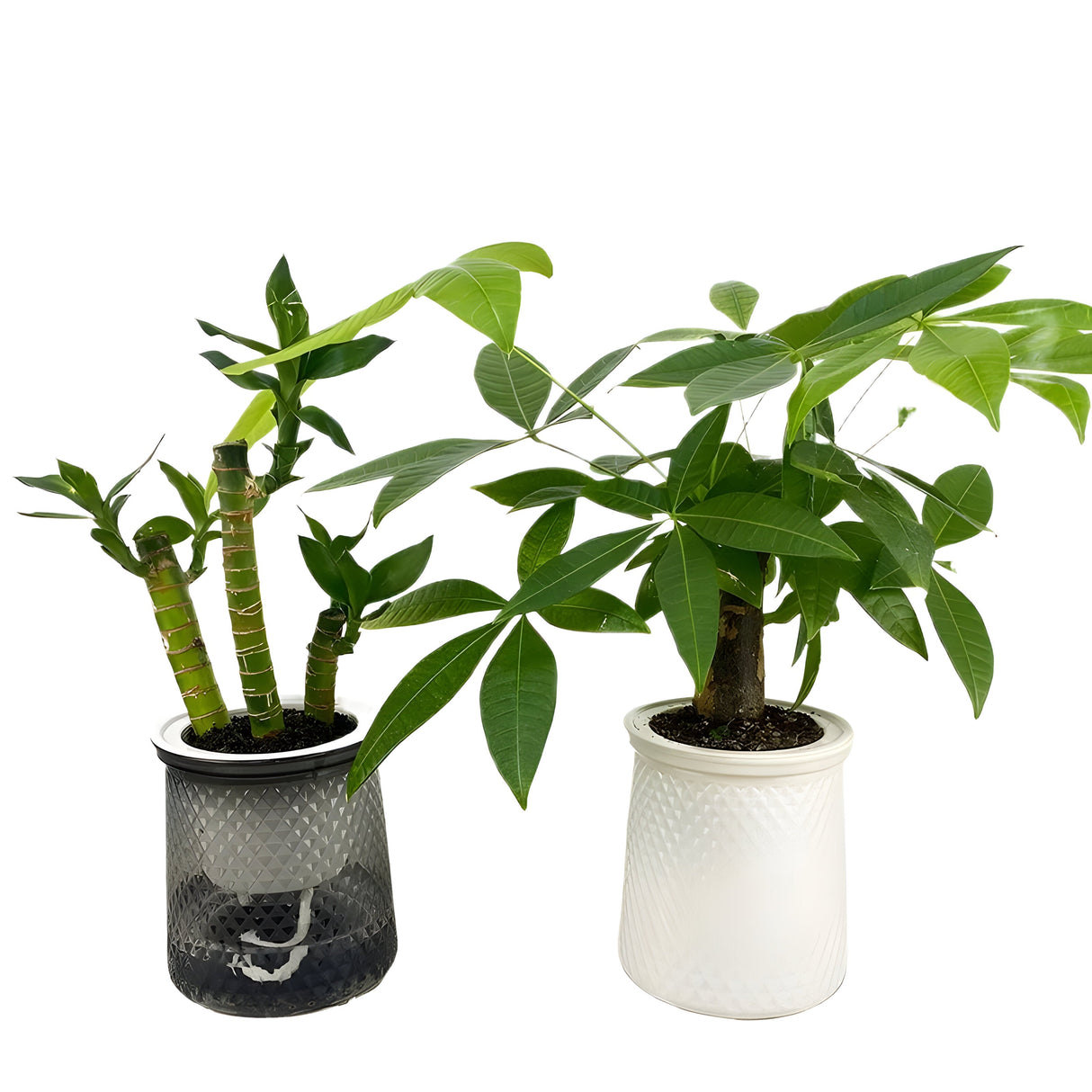 HyggeSprout Kruka – Hydroponisk Kristall-Glas-Blomkruka Carvallo