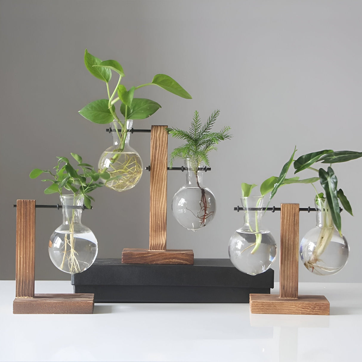 GlassHaven Vase – Hydroponiskt glasbehållare med trästativ Carvallo