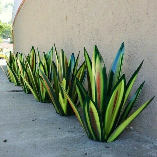 Anti-rost Metall Tequila Agave Växt Carvallo