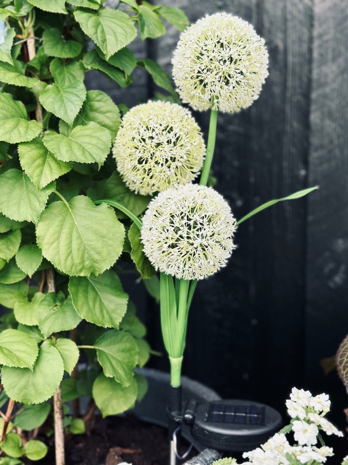 Carvallo – Magiskt ljus för din trädgård Carvallo