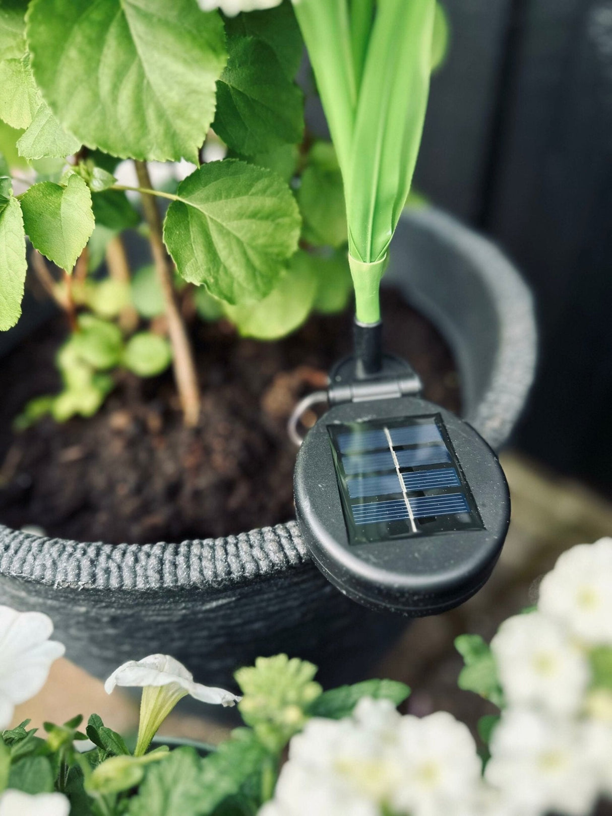 Carvallo – Magiskt ljus för din trädgård Carvallo