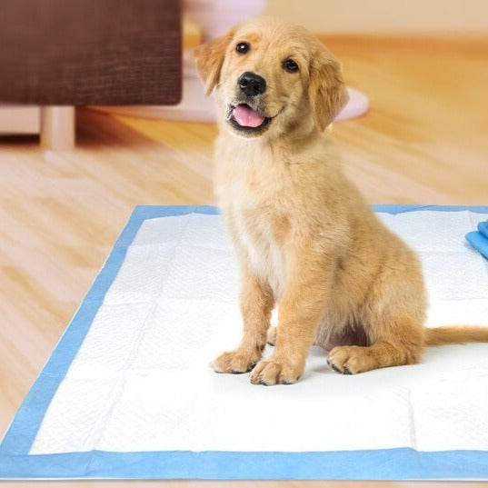 Kissar för hund Bellasverige