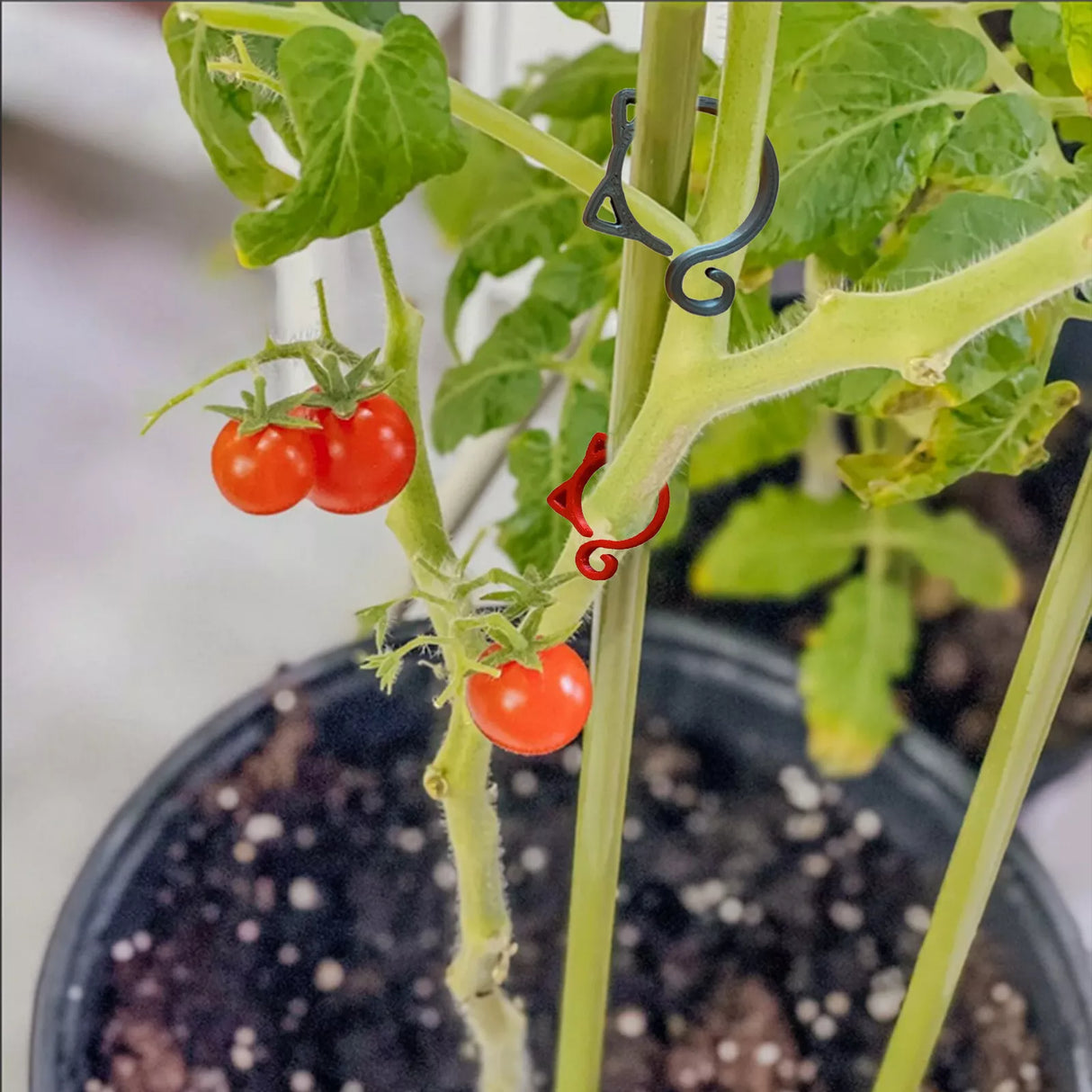 Katt-formad växtklipp – Söt växtstöd för trädgård och inomhusväxter Carvallo