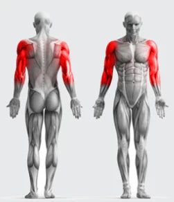 Royaleva Sport Elastics Set för Hemträning Carvallo