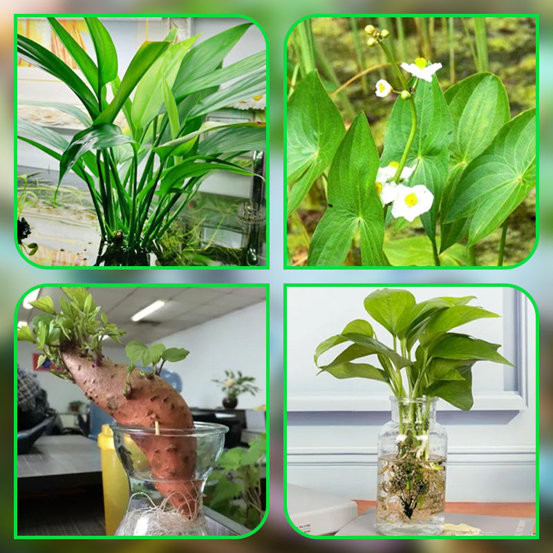 Carvallo | HydroScope – Rotövervakning gjort enkelt Carvallo