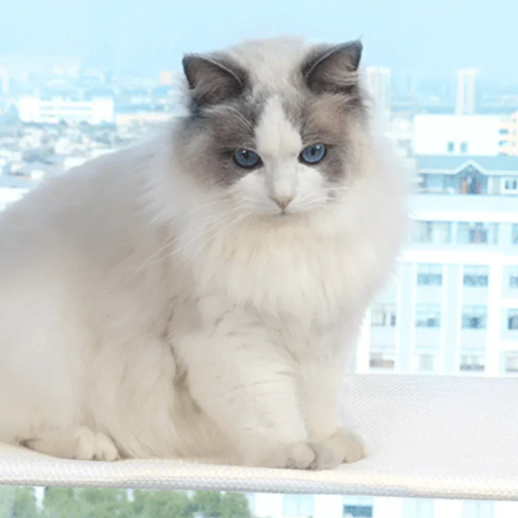 PurrNook – Fällbar Fönster katt-hängmatta med Lätt att rengöra överdrag och säker stöd Carvallo