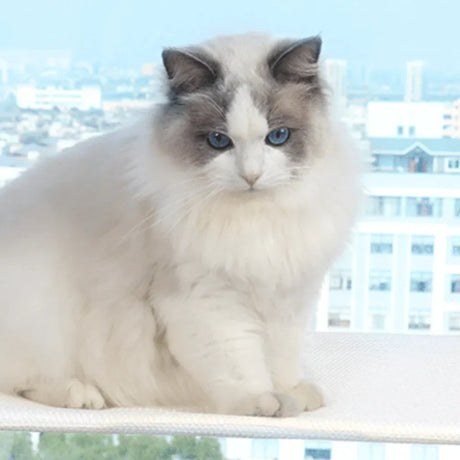 PurrNook – Fällbar Fönster katt-hängmatta med Lätt att rengöra överdrag och säker stöd Carvallo