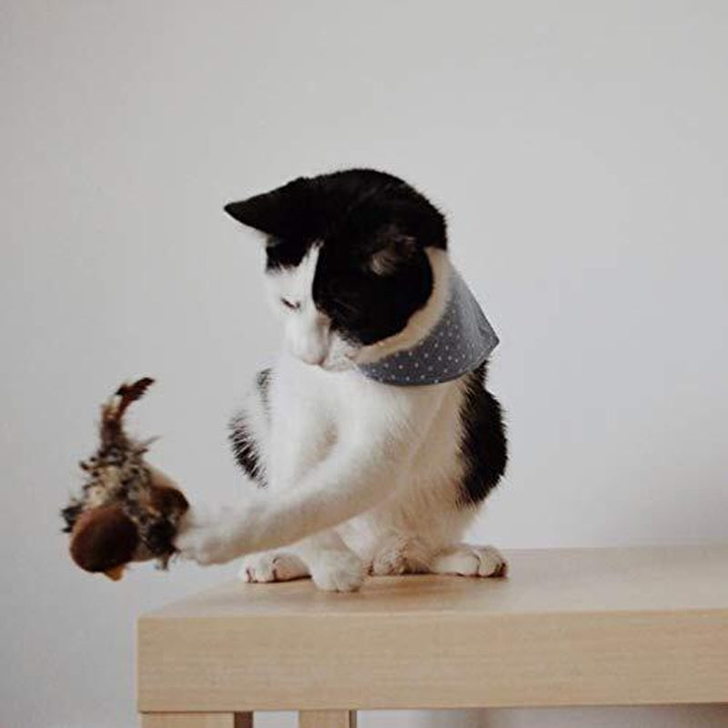 Carvallo - Den säkra leksaken för din katt! Carvallo