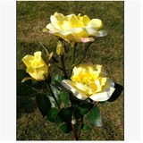 Solcellsdrivna roselyktor – trädgårdsstake med solpanel för dekorativ belysning Carvallo