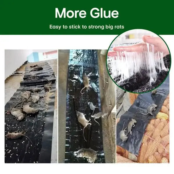 Carvallo – Giftfria klisterfällor mot skadedjur Carvallo