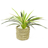 Konstgjord Gräs Växt – Dekorativ Växt för Hem och Kontor Carvallo