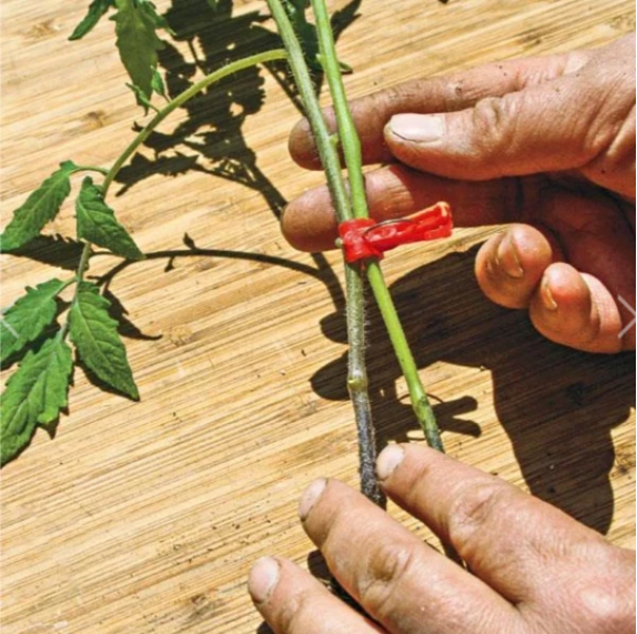 Plastmaterial Förädlingsklipp för trädgårdsväxter - Ideal för grönsaker och växtvård Carvallo