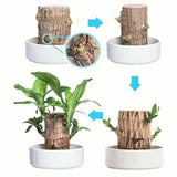 PureAura - naturlig luftrensande växt Carvallo