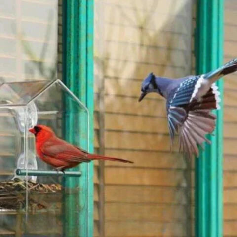 Carvallo Fönster-Fågelhus | Transparent Foderstation med Sugkoppar | Väderbeständig & Stabil | Observation på nära håll Carvallo