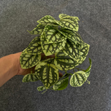 Kunstgjord hängväxt för naturlig dekoration inomhus och utomhus Carvallo