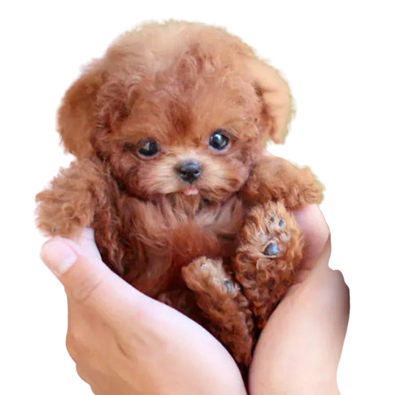 PetPal – Hyperrealistiskt Plysdjur med Interaktiva Funktioner Carvallo