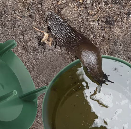 Snigelfälla-VaruZ-Hemnix