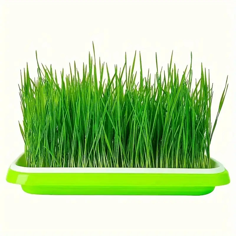 Keimschålar med lock – Dubbelskiktad utsädesbräda för effektiv frögroning Carvallo