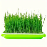 Keimschålar med lock – Dubbelskiktad utsädesbräda för effektiv frögroning Carvallo