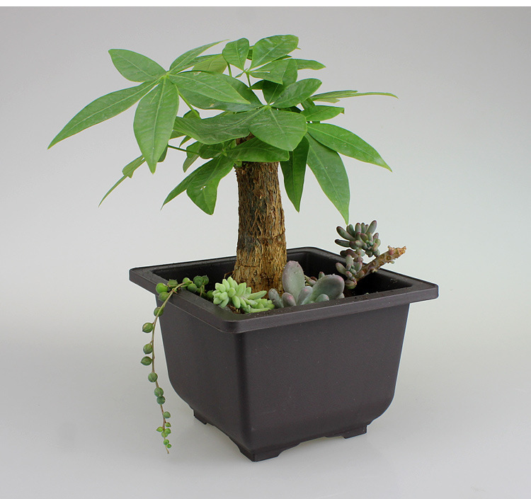 Planter med fat – Rektangulär blomkruka för trädgård och balkong Carvallo