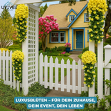 Carvallo – Naturlig elegans, ständigt fräsch [Sista dagen rabatt] Carvallo