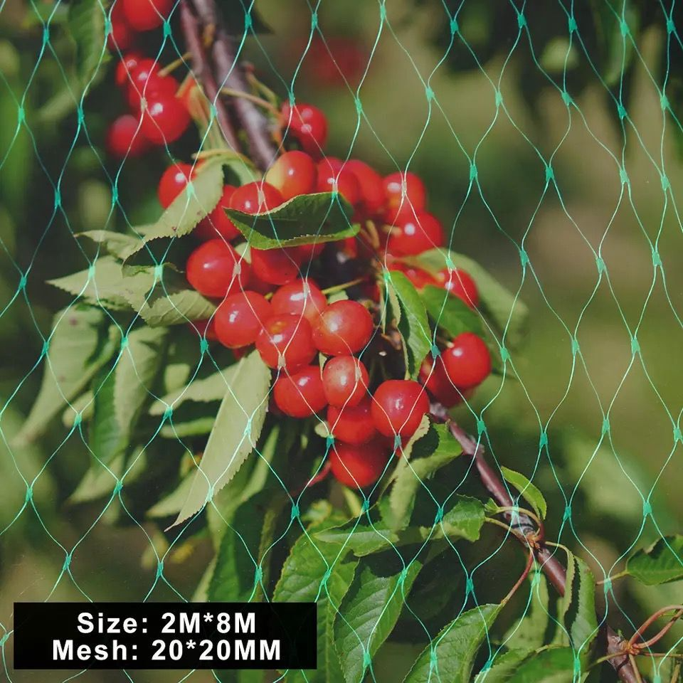 Skyddsnät för trädgårdsväxter – Grönt nät mot skadedjur och djur Carvallo