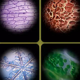 Carvallo – Stora upptäckter i fickformat. Carvallo