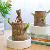 NatureNest - Miniterrarium för frisk luft och positiv energi Carvallo