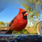 Carvallo Fönster-Fågelhus | Transparent Foderstation med Sugkoppar | Väderbeständig & Stabil | Observation på nära håll Carvallo