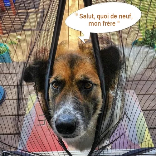 Carvallo – Frisk luft utan insekter Carvallo