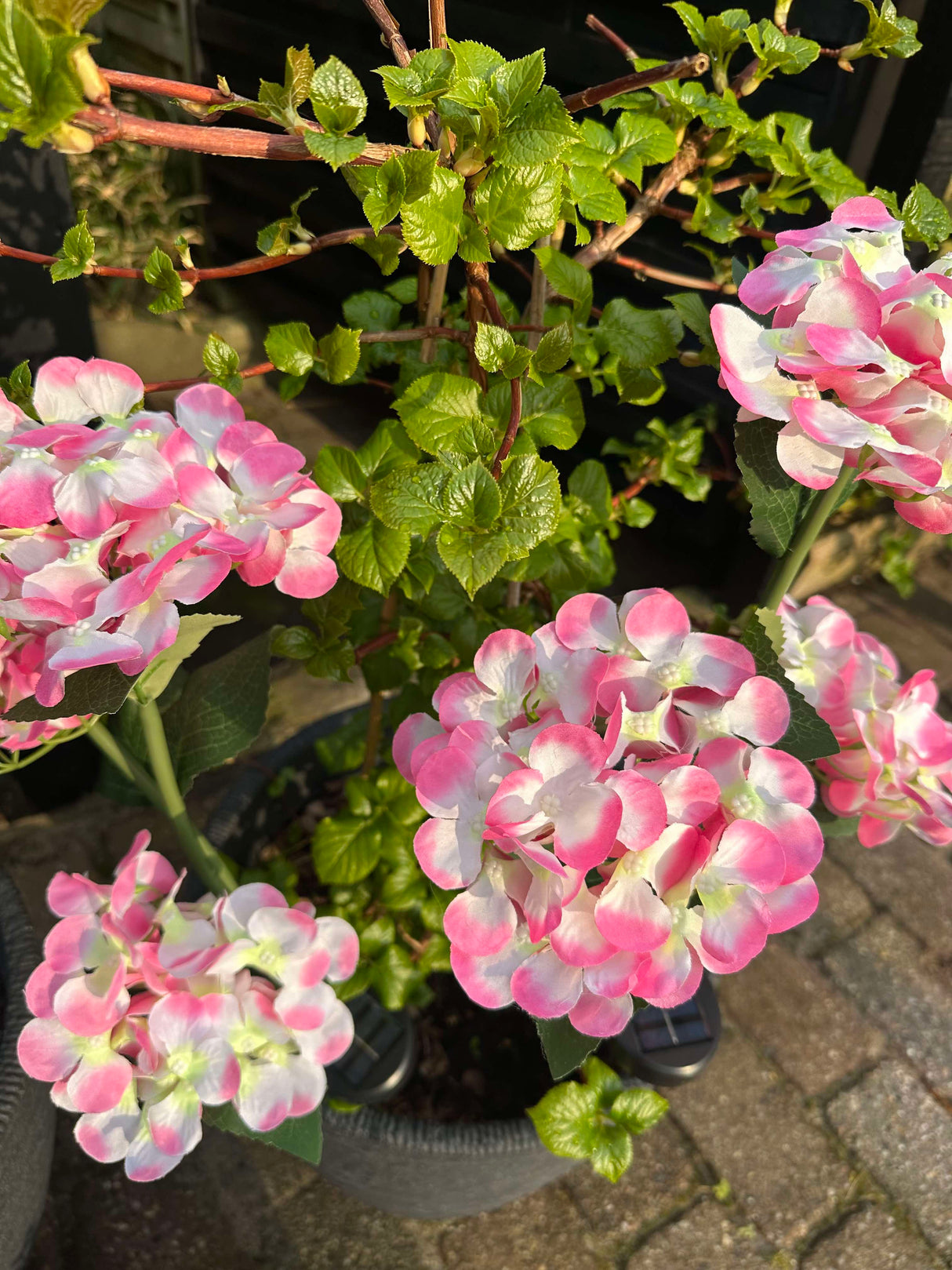 Carvallo – Din trädgård börjar lysa! Carvallo