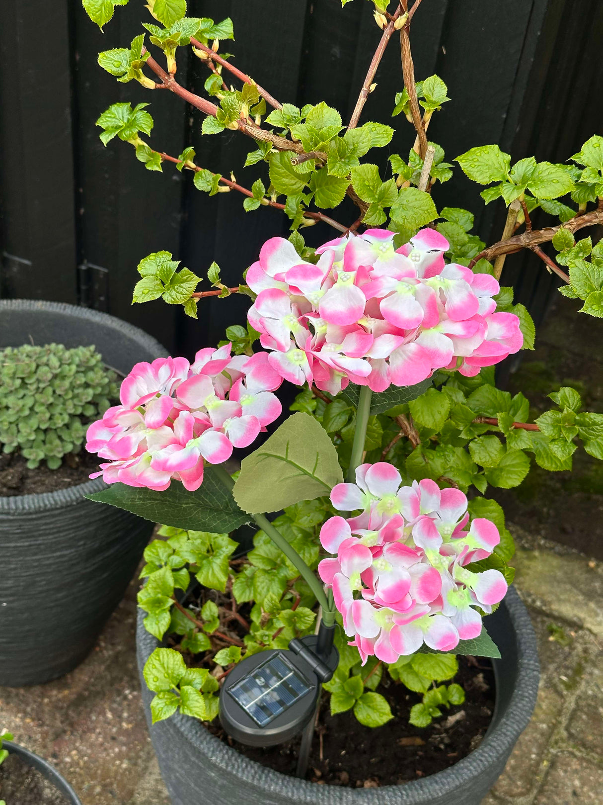 Carvallo – Din trädgård börjar lysa! Carvallo