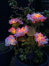 Carvallo – Din trädgård börjar lysa! Carvallo