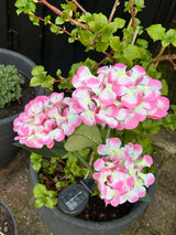 Carvallo – Din trädgård börjar lysa! Carvallo