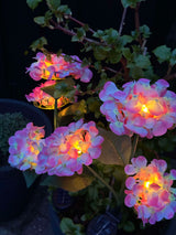 Carvallo – Din trädgård börjar lysa! Carvallo