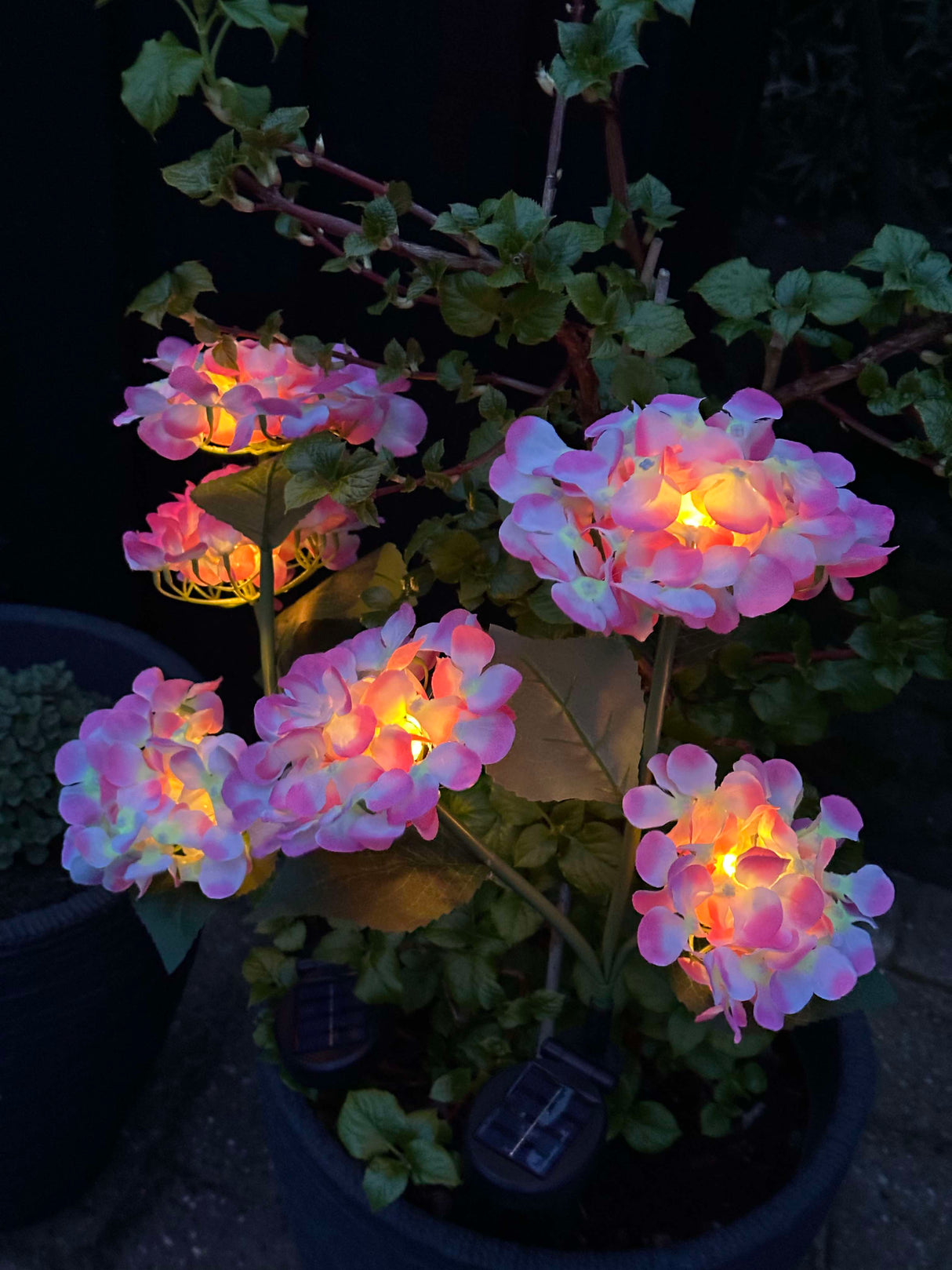 Carvallo – Din trädgård börjar lysa! Carvallo