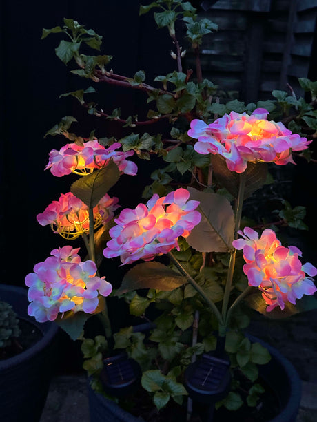 Carvallo – Din trädgård börjar lysa! Carvallo