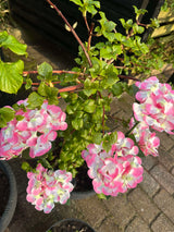 Carvallo – Din trädgård börjar lysa! Carvallo