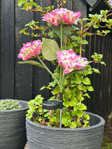 Carvallo – Din trädgård börjar lysa! Carvallo