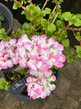 Carvallo – Din trädgård börjar lysa! Carvallo