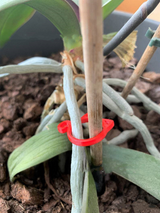 Katt-formad växtklipp – Söt växtstöd för trädgård och inomhusväxter Carvallo