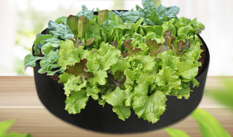 Rinder växttillväxtpåse – trädgårdskärl för enkel växttillväxt Carvallo