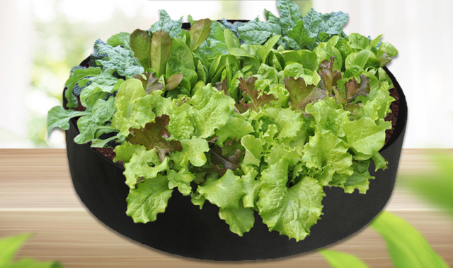 Rinder växttillväxtpåse – trädgårdskärl för enkel växttillväxt Carvallo