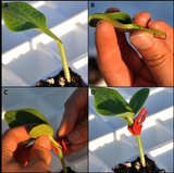 Plastmaterial Förädlingsklipp för trädgårdsväxter - Ideal för grönsaker och växtvård Carvallo