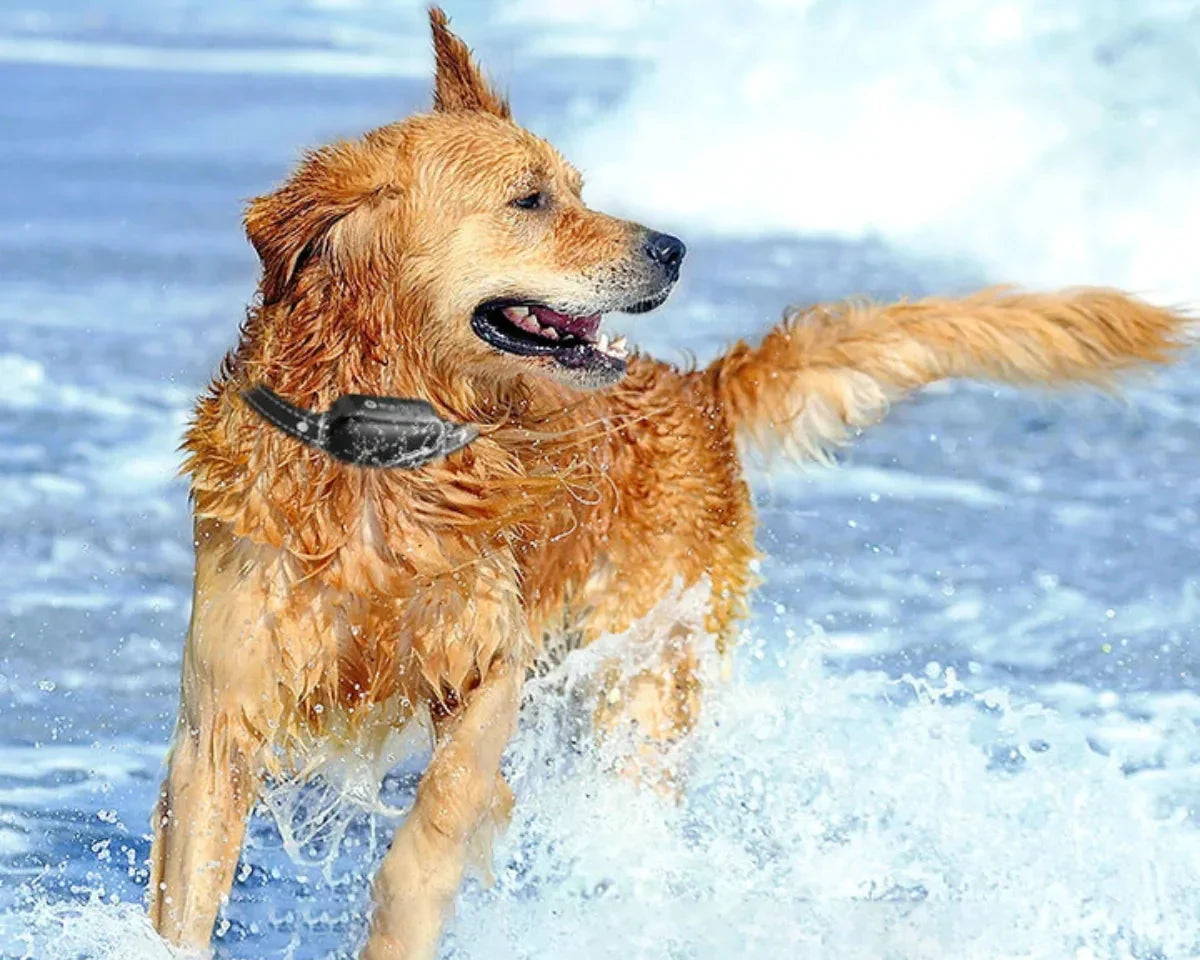 Fjärrstyrt hundträningshalsband – Vattentätt e-halsband med 16 stöt-, vibrations- och räckviddsnivåer på 1000 m MILA Sverige