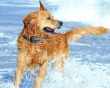 Fjärrstyrt hundträningshalsband – Vattentätt e-halsband med 16 stöt-, vibrations- och räckviddsnivåer på 1000 m MILA Sverige