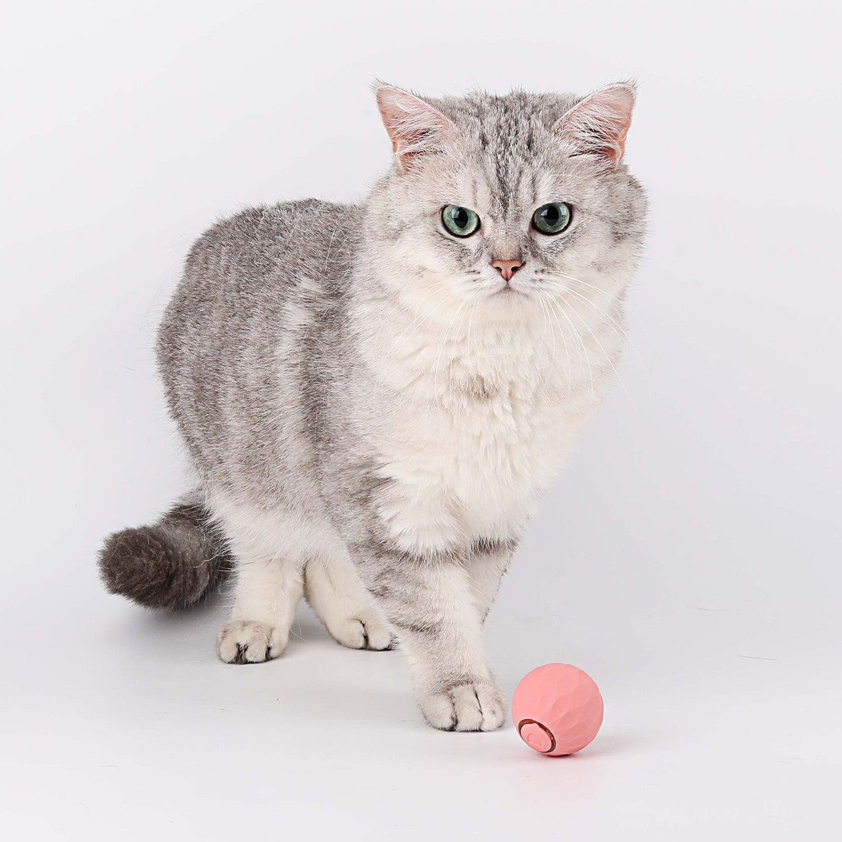 Katt leksak | Interaktivt självrullande boll Carvallo