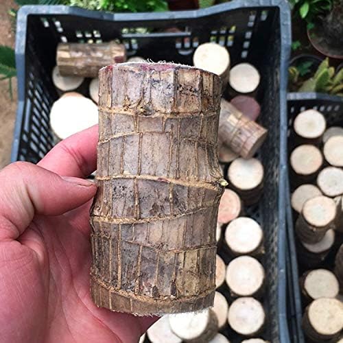 NatureNest - Miniterrarium för frisk luft och positiv energi Carvallo